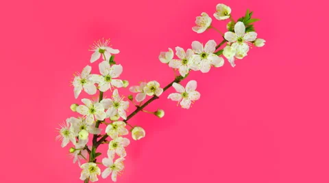 Timelapse sakura on pink Stock Footage 61966276