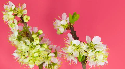 Timelapse sakura on pink Stock Footage 62232895