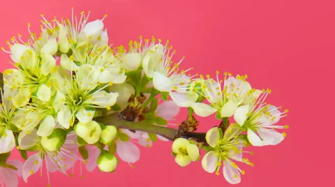 Timelapse sakura on pink Video stock 62232940