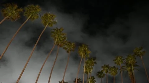 Timelapse Santa Monica trees 스톡 동영상 11551993