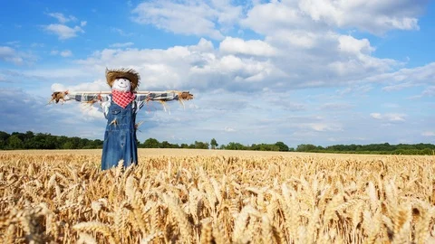 Timelapse of a scarecrow in a field Video stock 104190239
