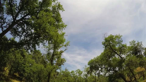 Timelapse Of Scattered Clouds Through The Woods Stock Footage