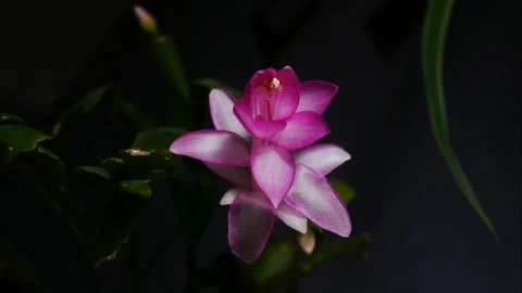 Timelapse of Schlumbergera Bloom, 4K Stock Footage 148352928