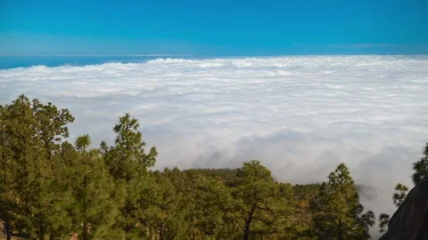 Timelapse of sea of clouds drifting below Canarian pine trees, Tenerife, Canary Stock Footage 335075656