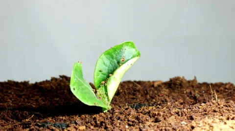 Timelapse of seedling 動画素材 37247811