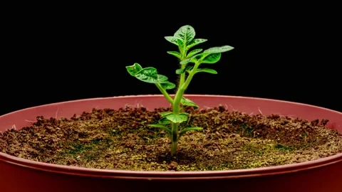 Timelapse seedling of tomato plant growing rotating Stock Footage