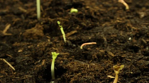Timelapse seedlings, plants growing in soil Stock Footage 34048989