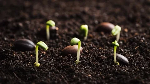 Timelapse of Seeds Germinating and Growing into Sprouts Stock Footage 314805463