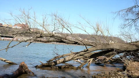 Timelapse seen of fallen tree by the Monongahela River Stock-Footage 269522161