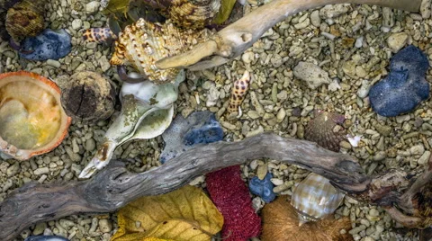 Timelapse with set of Hermit Crabs from Philippines. Stock Footage 61639155