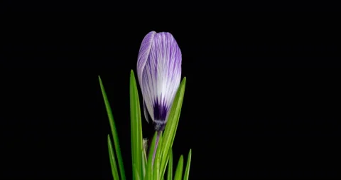 Timelapse of several violet crocuses flowers grow, blooming and fading on black Stock Footage 136954397