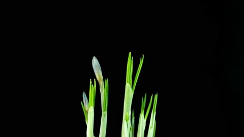 Timelapse of several violet crocuses flowers grow, blooming and fading on black Stock Footage 149208943