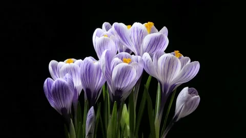 Timelapse of several violet crocuses flowers grow, blooming and fading on black Stock Footage 234057258