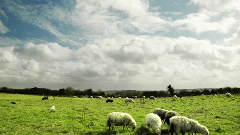 Timelapse with sheep and cloudy sky. Windy weather, woolly clouds over a meadow Stock Footage 150558781