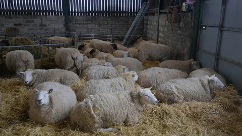 Timelapse of sheep in barn Stock Footage 78230889