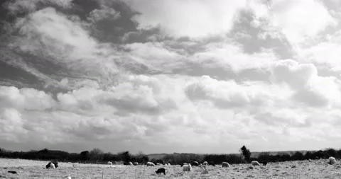 Timelapse - sheep, cloudy sky, a meadow. Windy weather with woolly clouds. Stock Footage 150553333