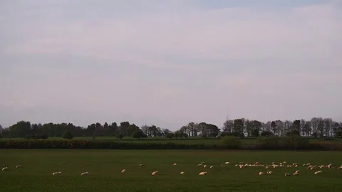 Timelapse of Sheep in a field in front of a wind turbine Stock Footage