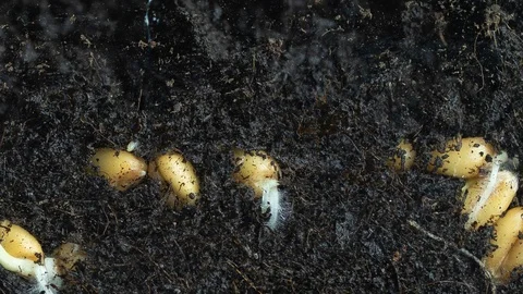 Timelapse shooting of wheat germination in macro Stock Footage 118495691