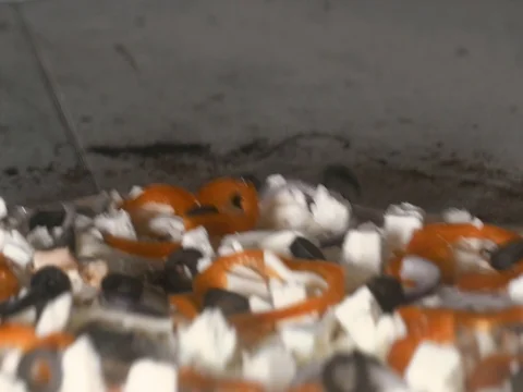 Timelapse shot of baking pizza in oven 2 Stock-Footage 80364180