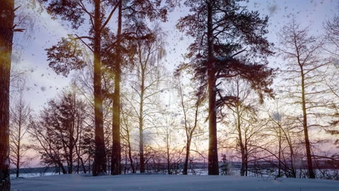 Timelapse shot of golden sunset behind snow covered trees and floor. - Sun Stock Footage 230107873