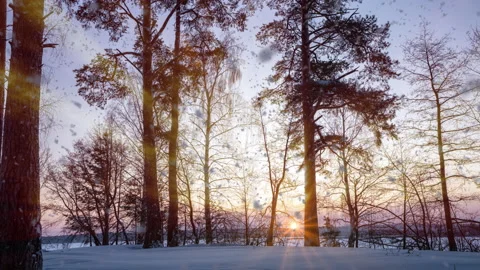 Timelapse shot of golden sunset behind snow covered trees and floor. - Sun Stock Footage 230373347