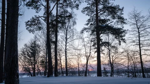 Timelapse shot of golden sunset behind snow covered trees and floor. - Sun Stock Footage 231260607