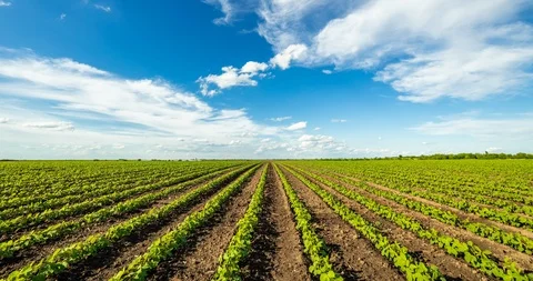 Timelapse shot of green soybean fields with white clouds passing by. Stock Footage 95210302