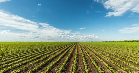 Timelapse shot of green soybean fields with white clouds passing by. Vidéo 95210546