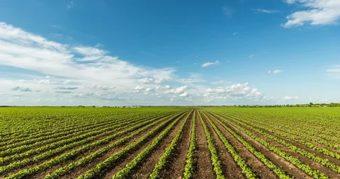 Timelapse shot of green soybean fields with white clouds passing by. Stock Footage 95212359