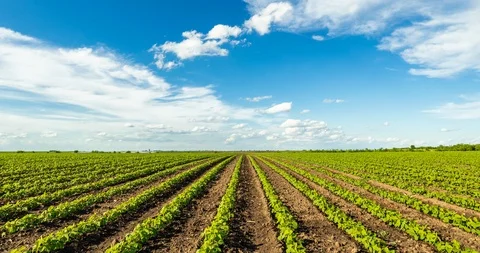 Timelapse shot of green soybean fields with white clouds passing by. Stock Footage 95212657