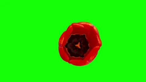 Timelapse shot of red developing tulip on the green background Stock Footage 129599973
