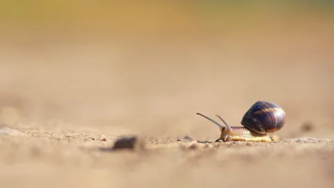 Timelapse Shot of Small Snail Moving  Stock Footage 329167816
