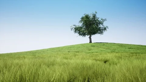 A timelapse showing a big tree during the 4 weather seasons Stock Footage 100283995