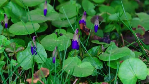 Timelapse shows how forest violet buds slowly open among grass and leaves 스톡 동영상 330749442