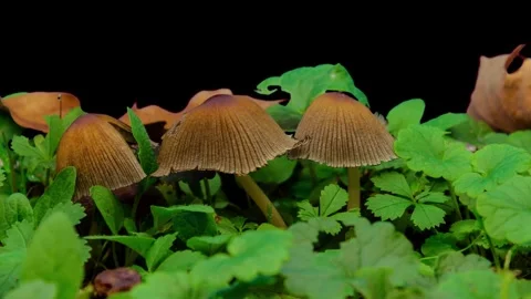 The timelapse shows the process of growth and wilting of an ink mushroom among g Stock Footage 318913155