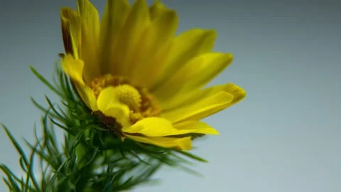 Timelapse Side view of a bud that opens. Spring footage with yellow adonis Stock Footage 228442266