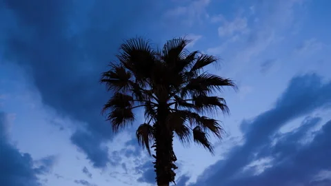 Timelapse: silhouette of palm tree against sky with moving clouds in the evening Stock Footage 340429767