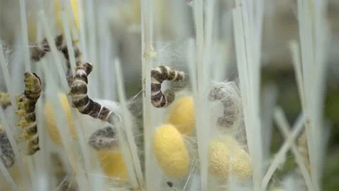 Timelapse Of Silkworm Making Coocon Video stock 173273165