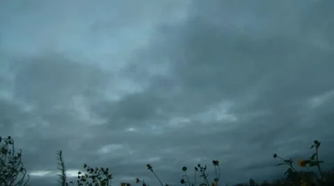 Timelapse of Silver Clouds &amp; Sunflowers Vidéo 12615169