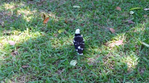 Timelapse of a Single Bird on Green Grass. Stock Footage 312071593