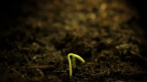 Timelapse of a single plant sprouting in soil Stock Footage