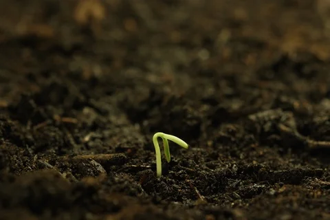 Timelapse  single seedling growing out of dirt Stock Footage
