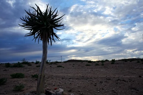 Timelapse of the sky above a aloe tree Stock Footage 309769750