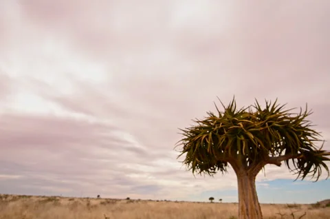 Timelapse of the sky above a Quiver tree Stock Footage 309769809