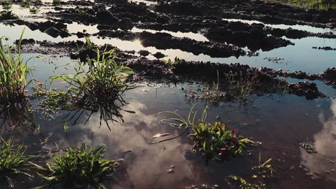 Timelapse Sky and Cloud Reflections in Flooded Rural Field Chile Stock Footage 336472956