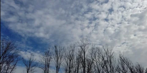 Timelapse sky and trees Stock Footage 198378861