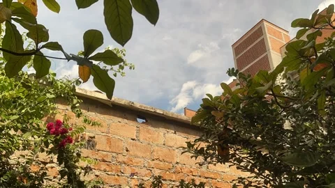 Timelapse of sky from garden view Video stock 244751263