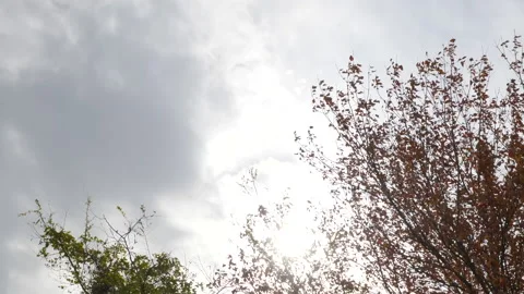 Timelapse sky moving in backround of fall trees 스톡 동영상 170376903