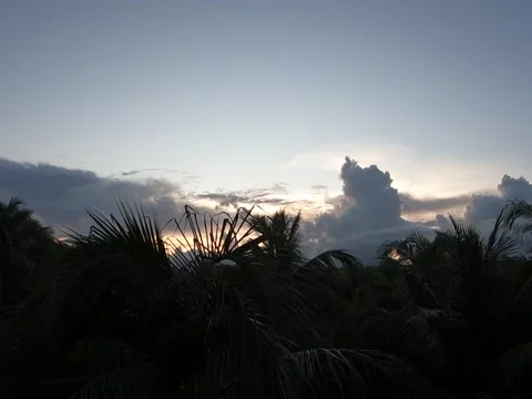 Timelapse - Sky, Palm trees and light cloud. Late afternoon to night Stock Footage 146463235