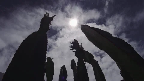 Timelapse of skyscape over the cactuses Stock Footage 145006775
